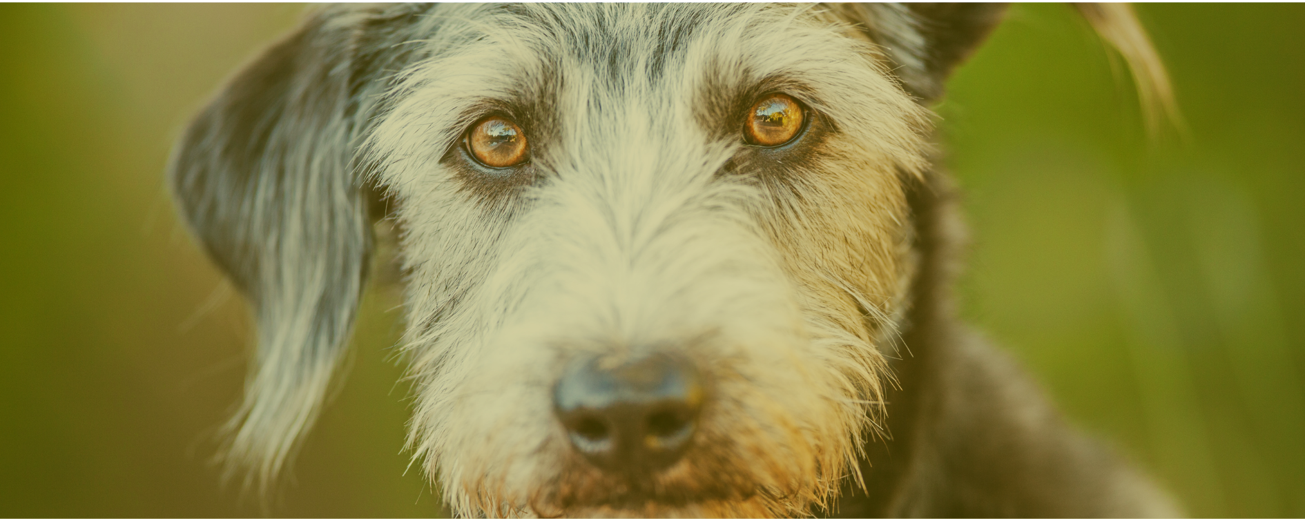 CENTRO VETERINARIO <BR/> ALEX