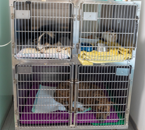 veterinaria CV Alex instalaciones hospitalización home